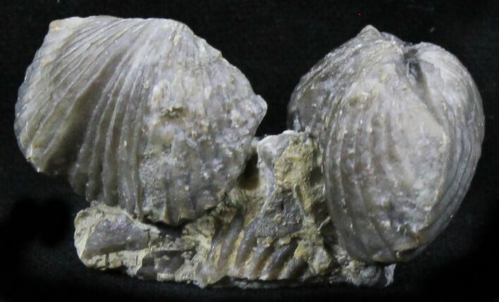 Platystrophia Brachiopods Fossil From Kentucky #26446